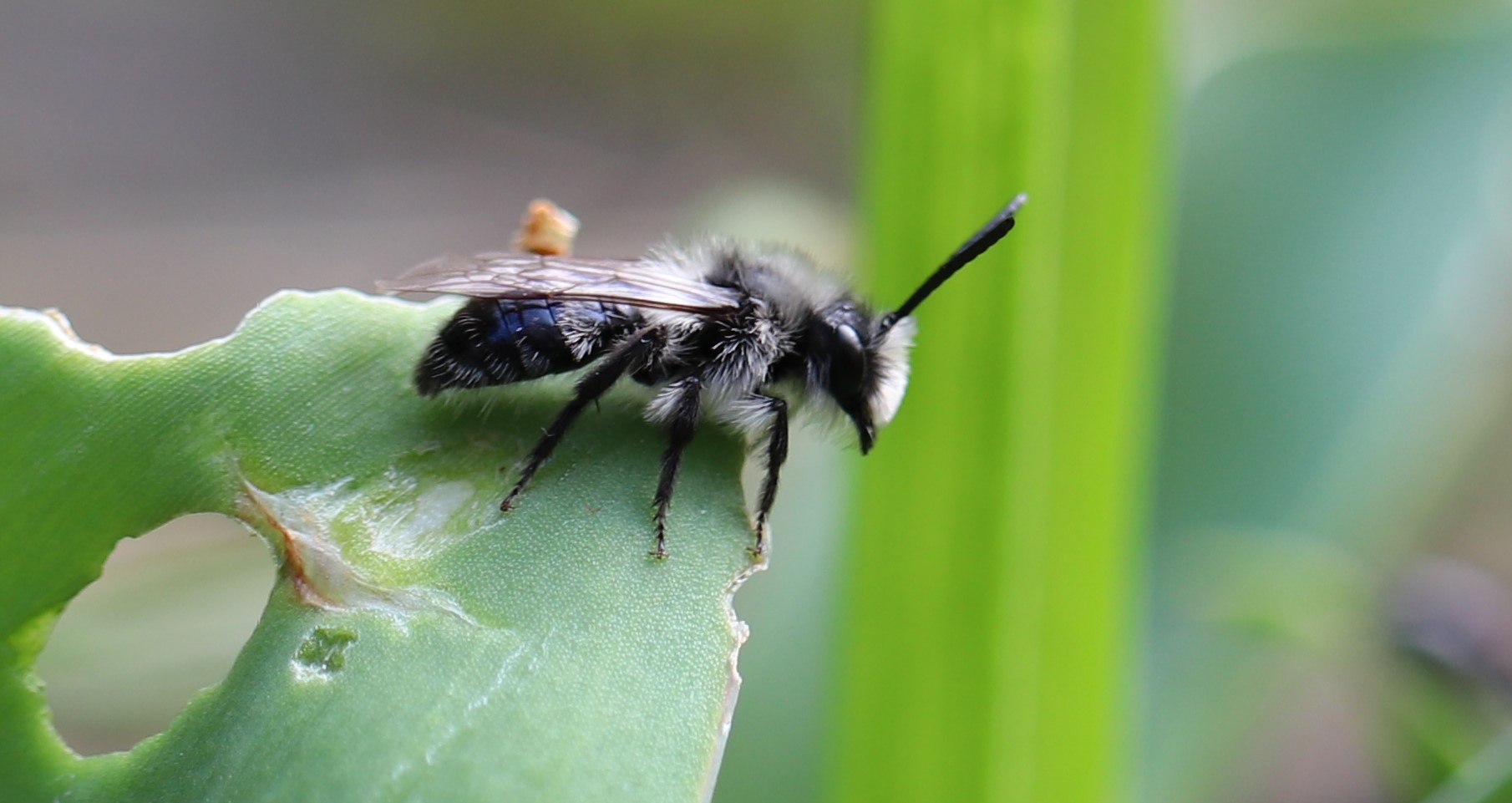 Bienenmodel