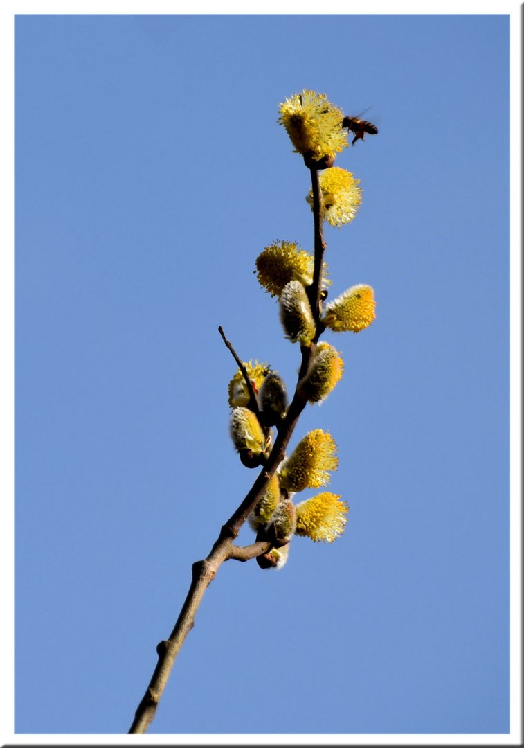 Bienennahrung