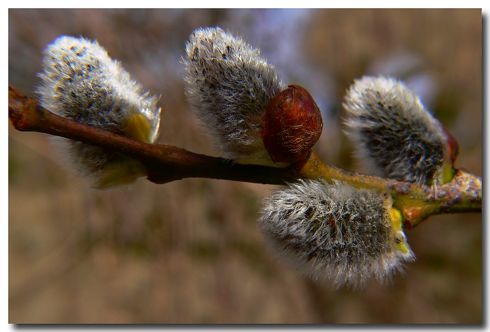 Bienennahrung