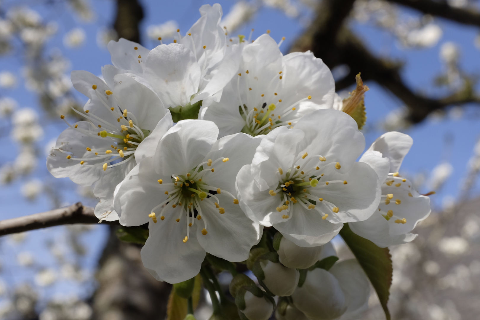 Bienennahrung