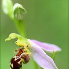 Bienenorchis