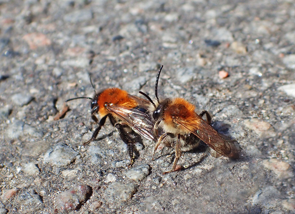 Bienenpaar
