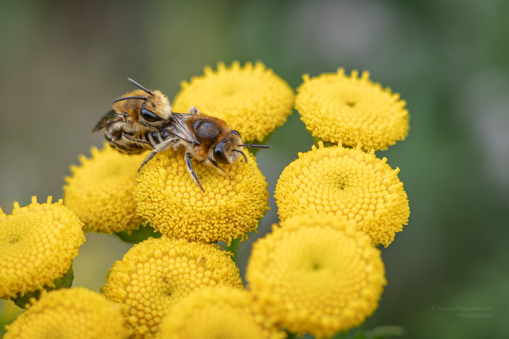 Bienenpaarung 