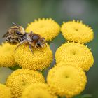 Bienenpaarung 