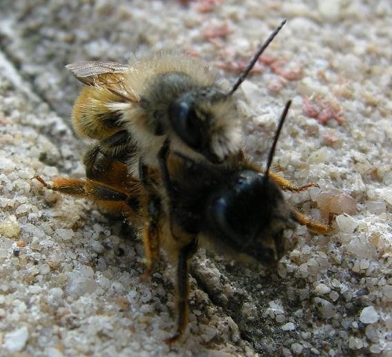 Bienenpaarung