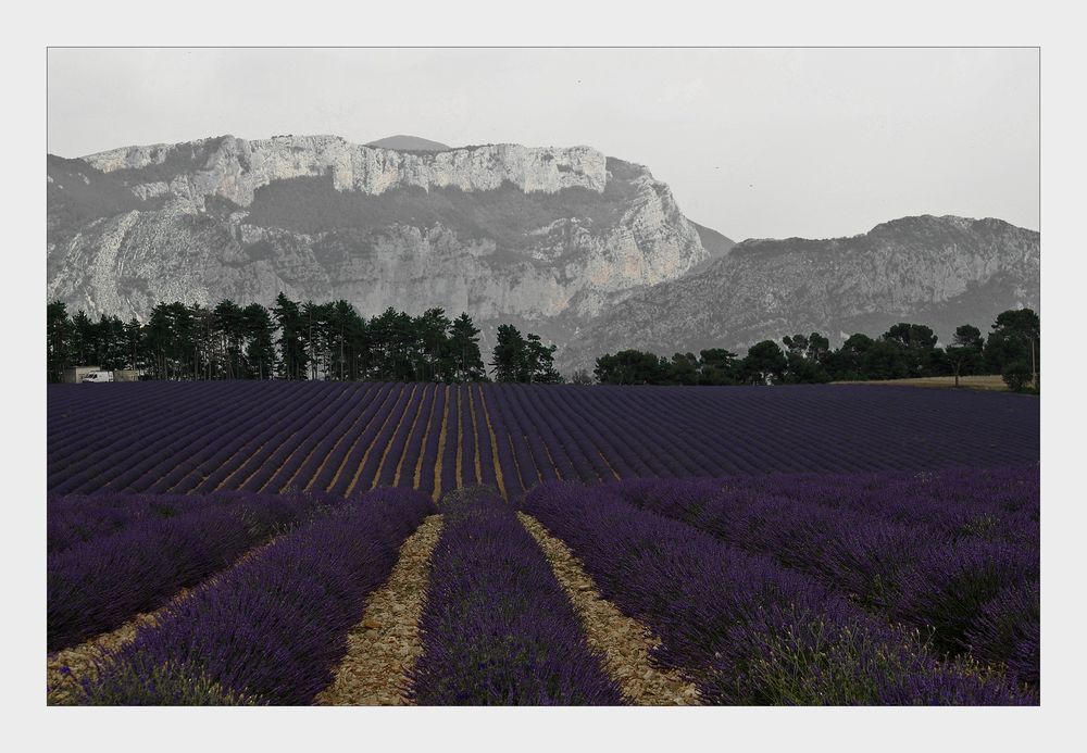 Bienenparadies von Ralf J. Diemb 