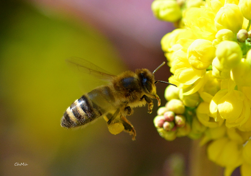 bienenparadies