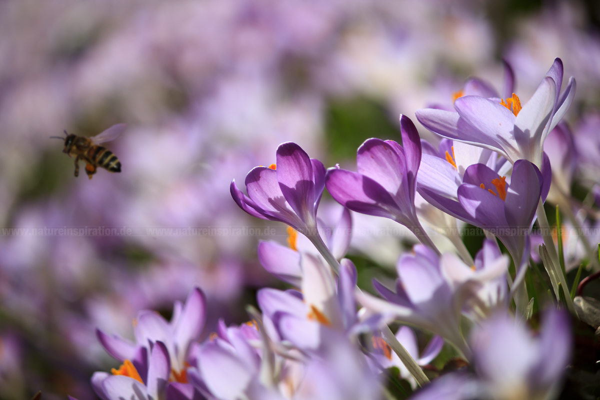 Bienenparadies