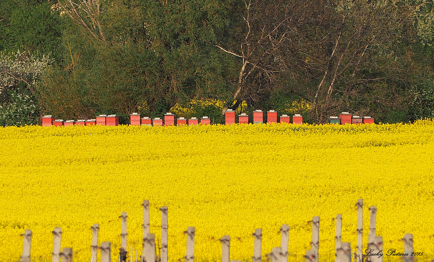 Bienenparadies