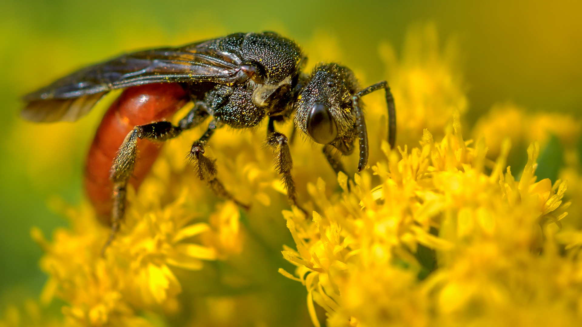 Bienenparadies