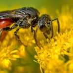 Bienenparadies