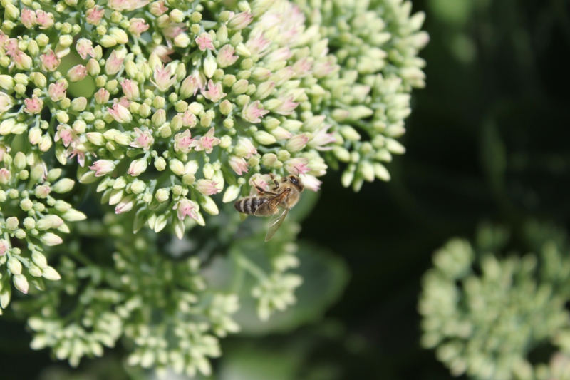 Bienenparadies