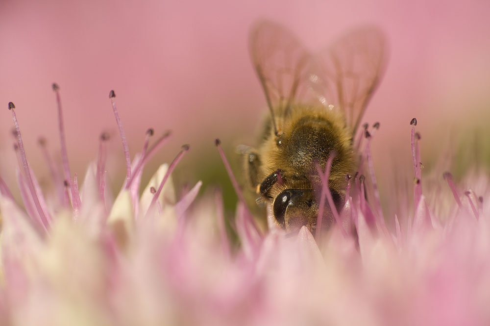 Bienenparadies