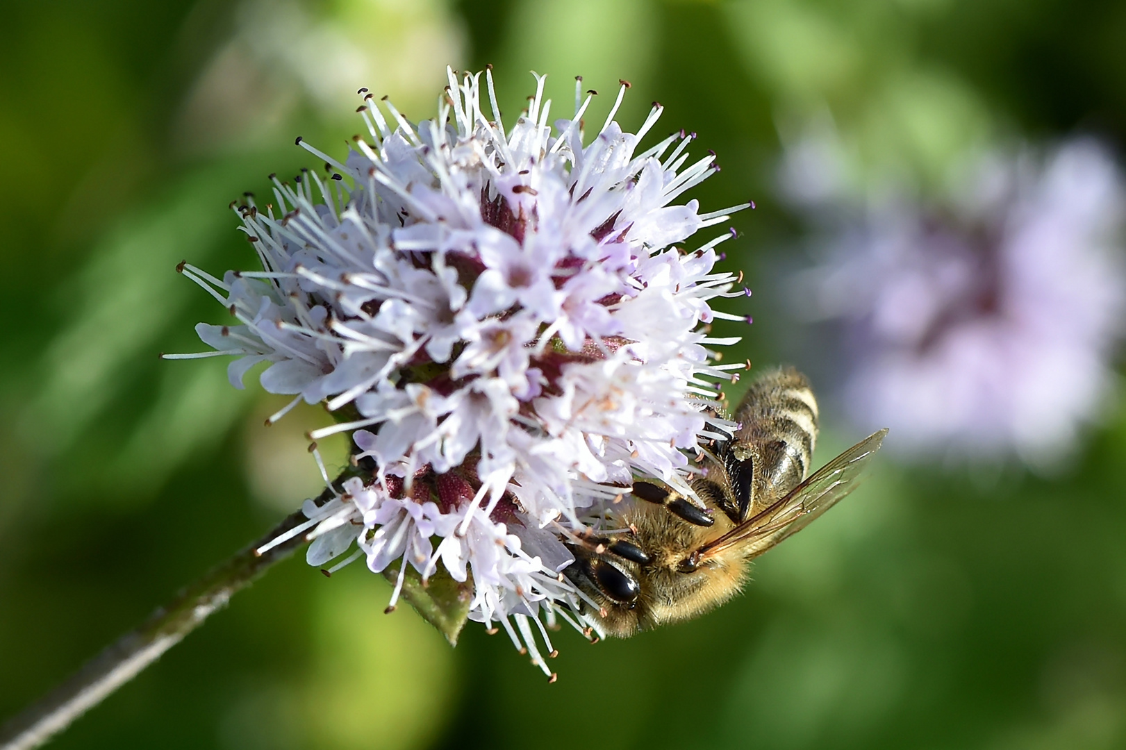 Bienenparadies