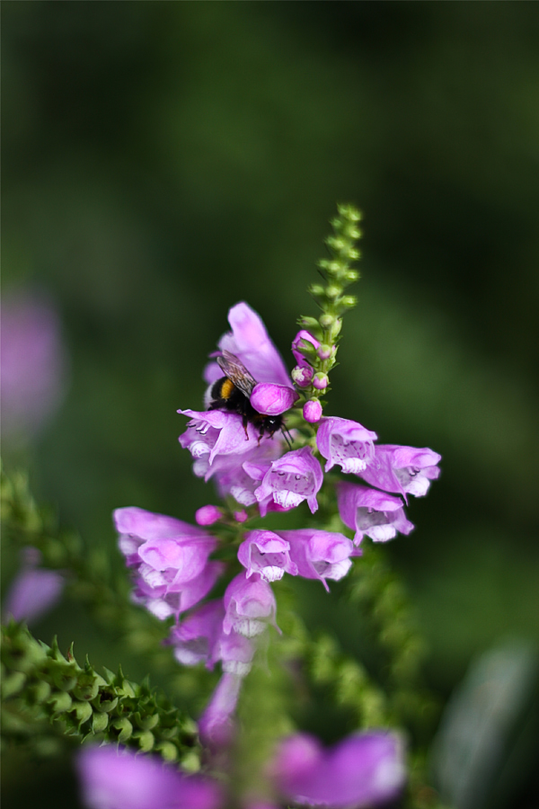 Bienenparadies