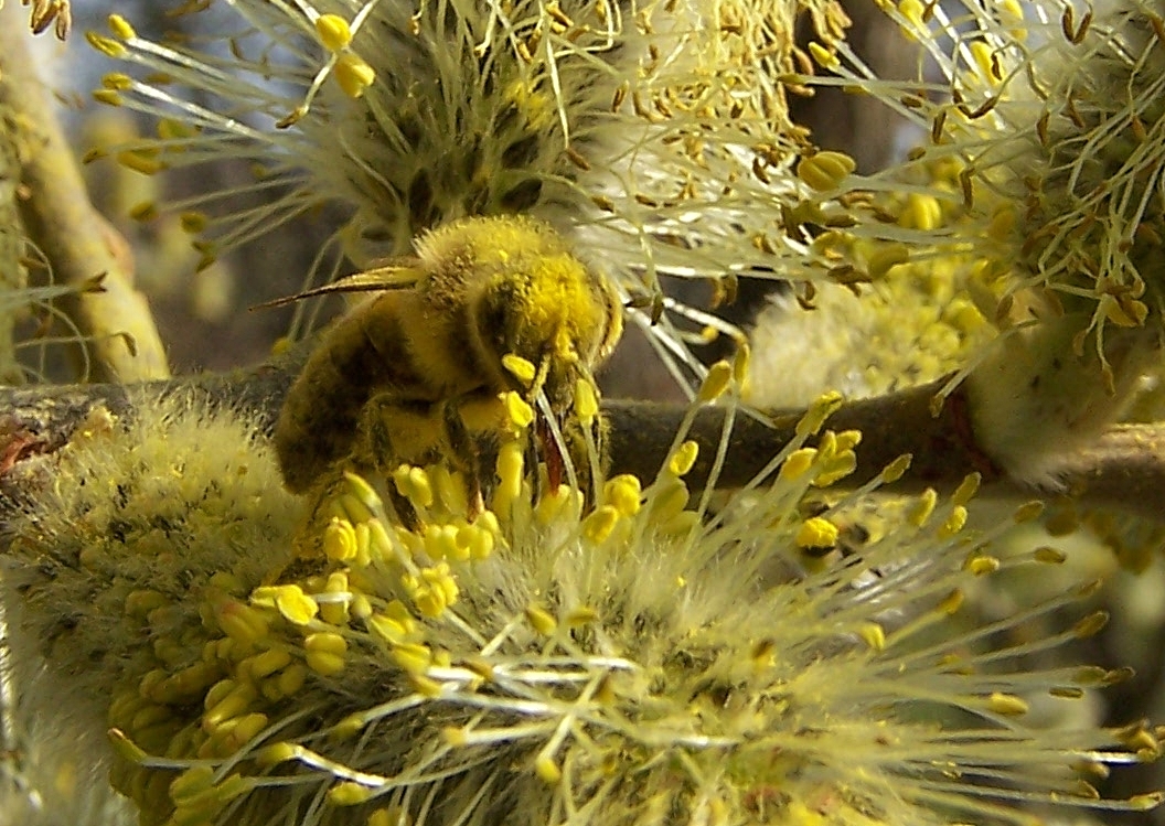 Bienenparadies