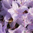 Bienenparadies im Bergarten 