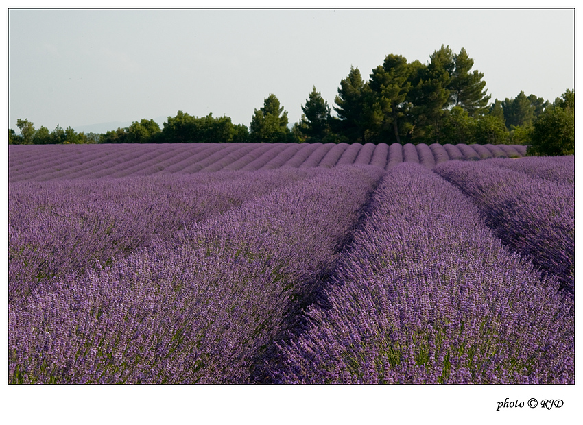 Bienenparadies "Lavendelfeld"