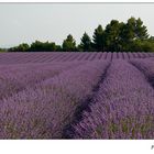Bienenparadies "Lavendelfeld"
