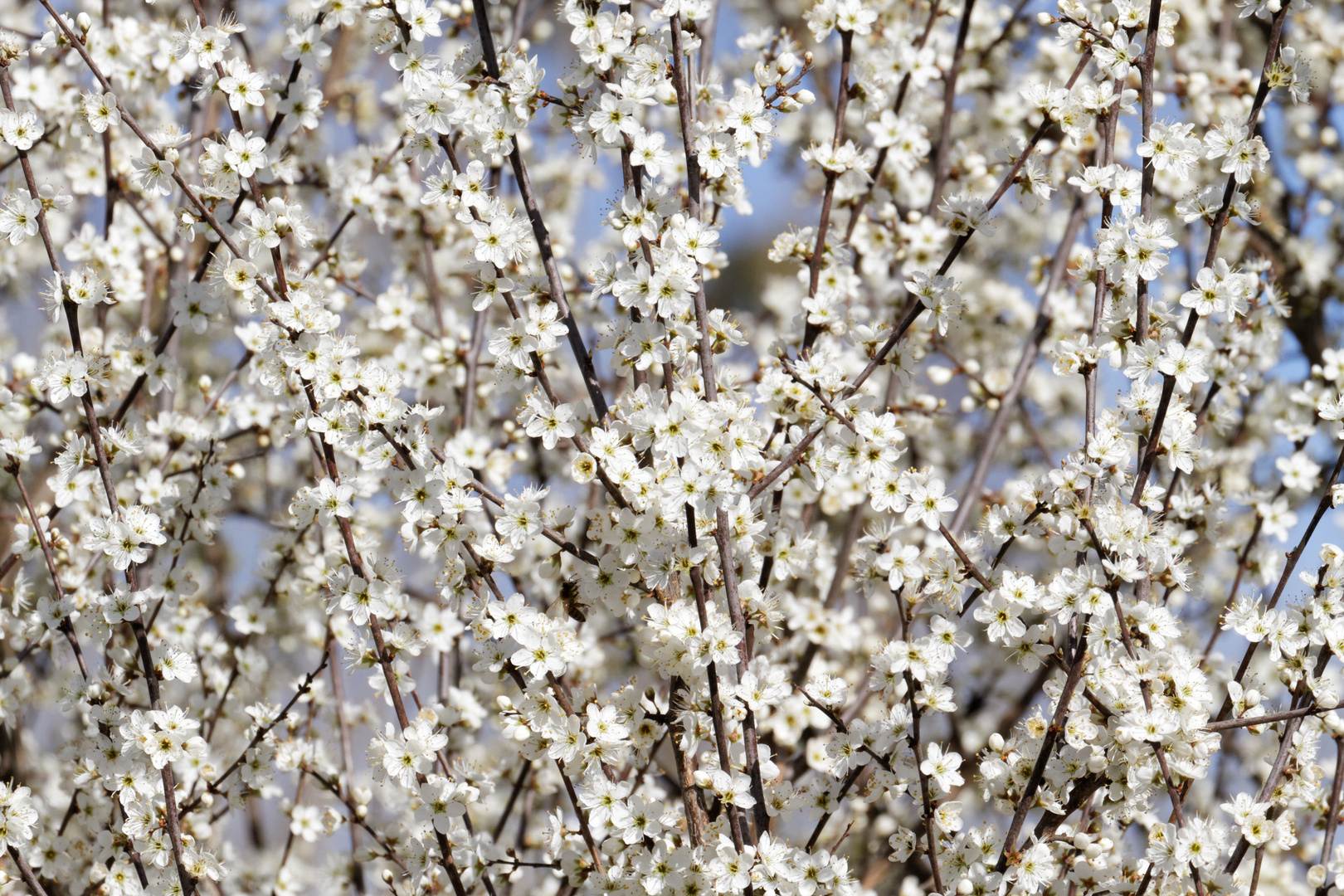 Bienenparadies Schlehe