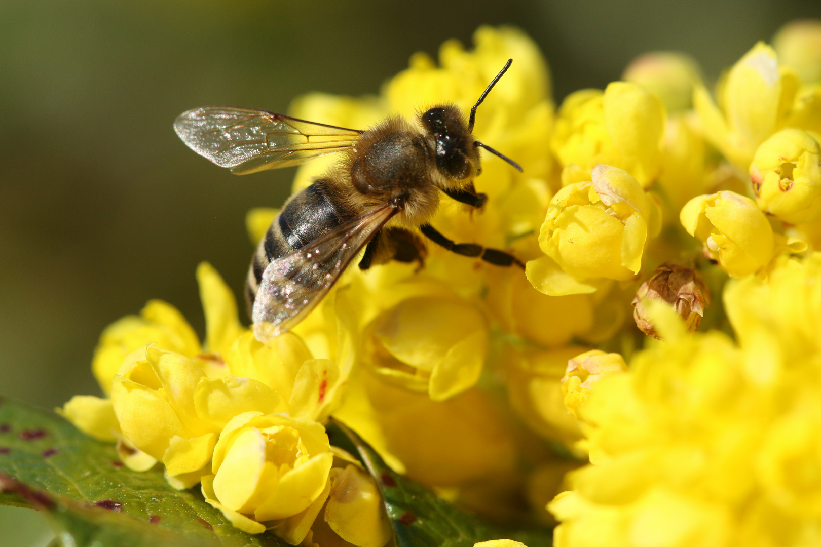 Bienenparadis