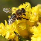 Bienenparadis