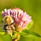 Bienenpelz