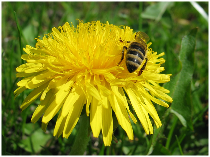 Bienenpo