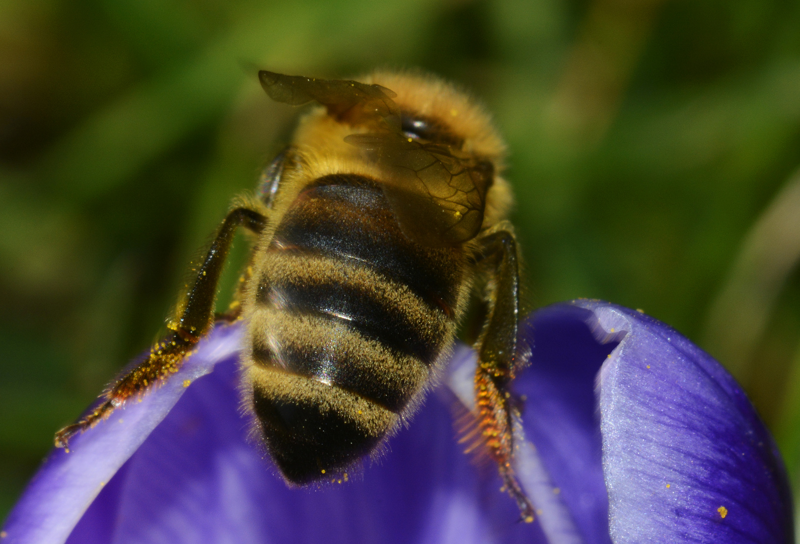 Bienenpopo, -abdomen wäre wissenschaftlicher ... auf Krokusblüte