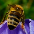 Bienenpopo, -abdomen wäre wissenschaftlicher ... auf Krokusblüte