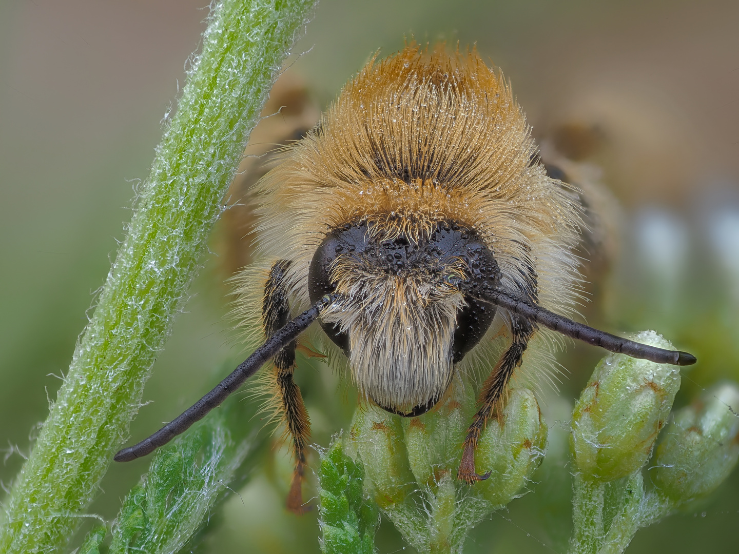 Bienenporträt