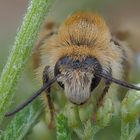 Bienenporträt