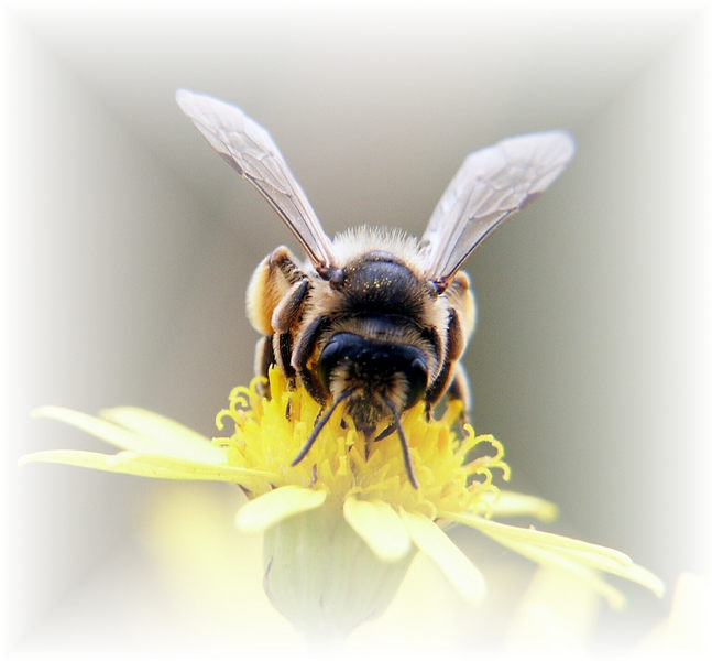 Bienenportrait !