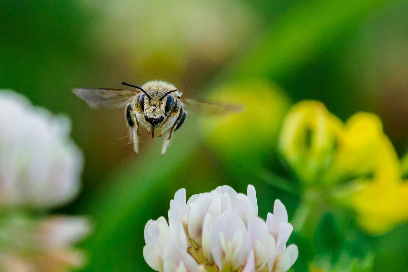 Bienenportrait