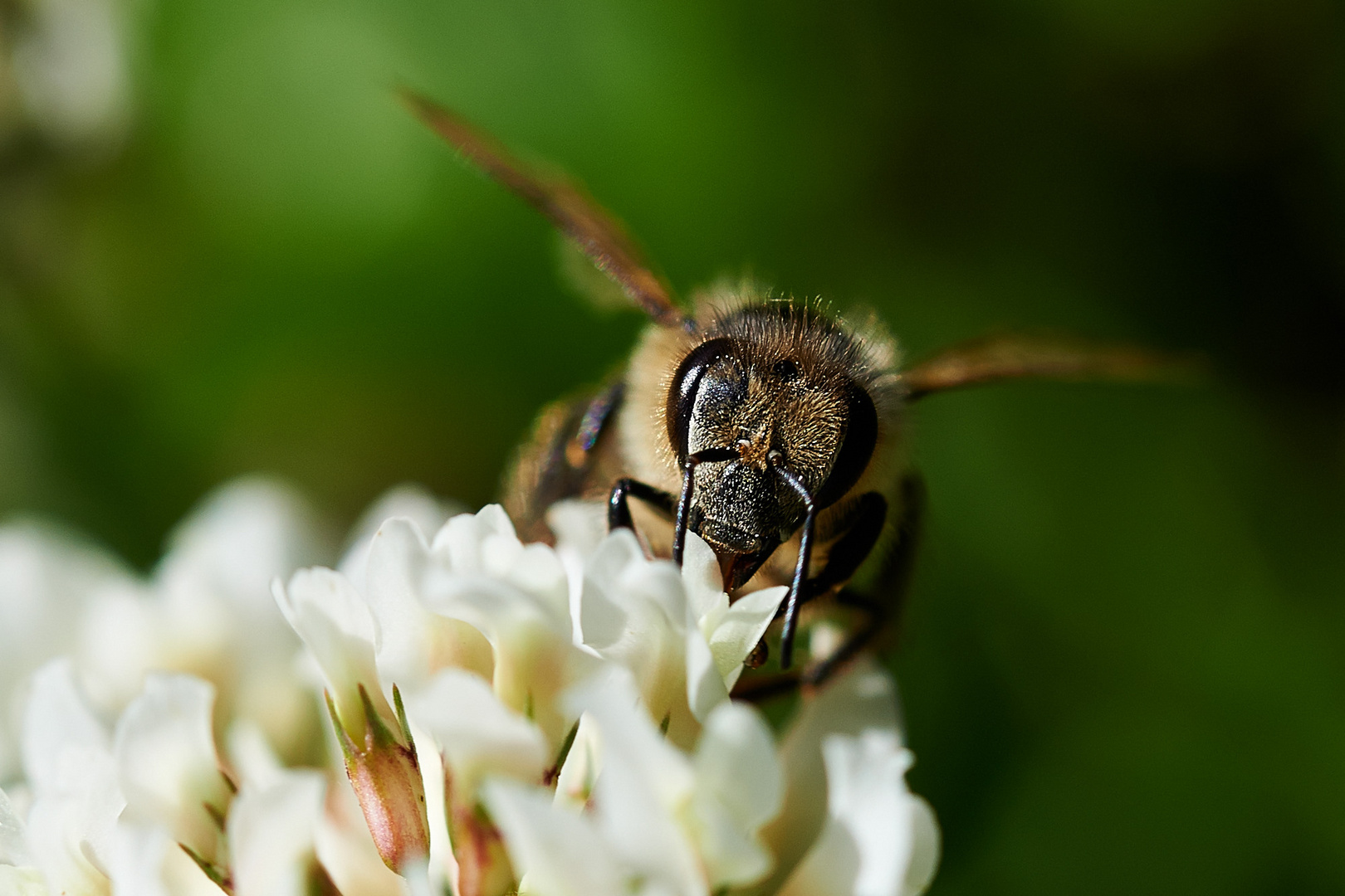 Bienenportrait