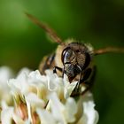 Bienenportrait