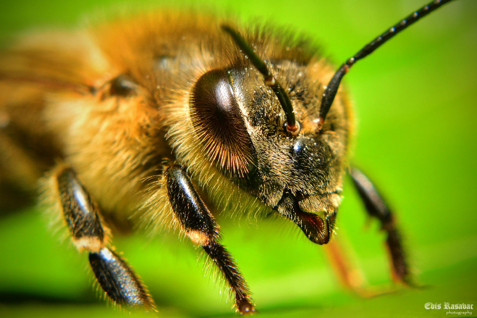 bienenportrait