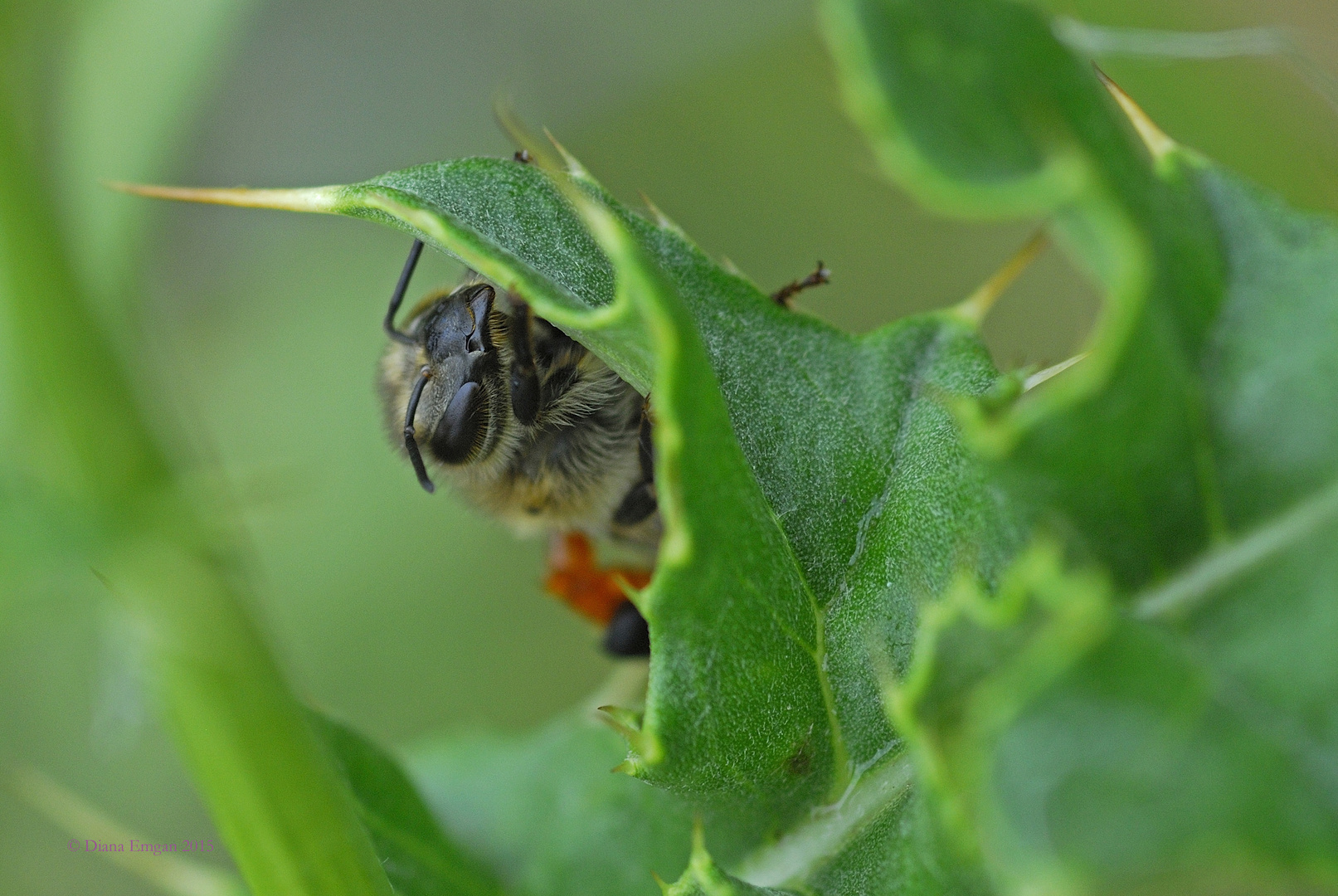 Bienenportrait