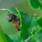 Bienenportrait