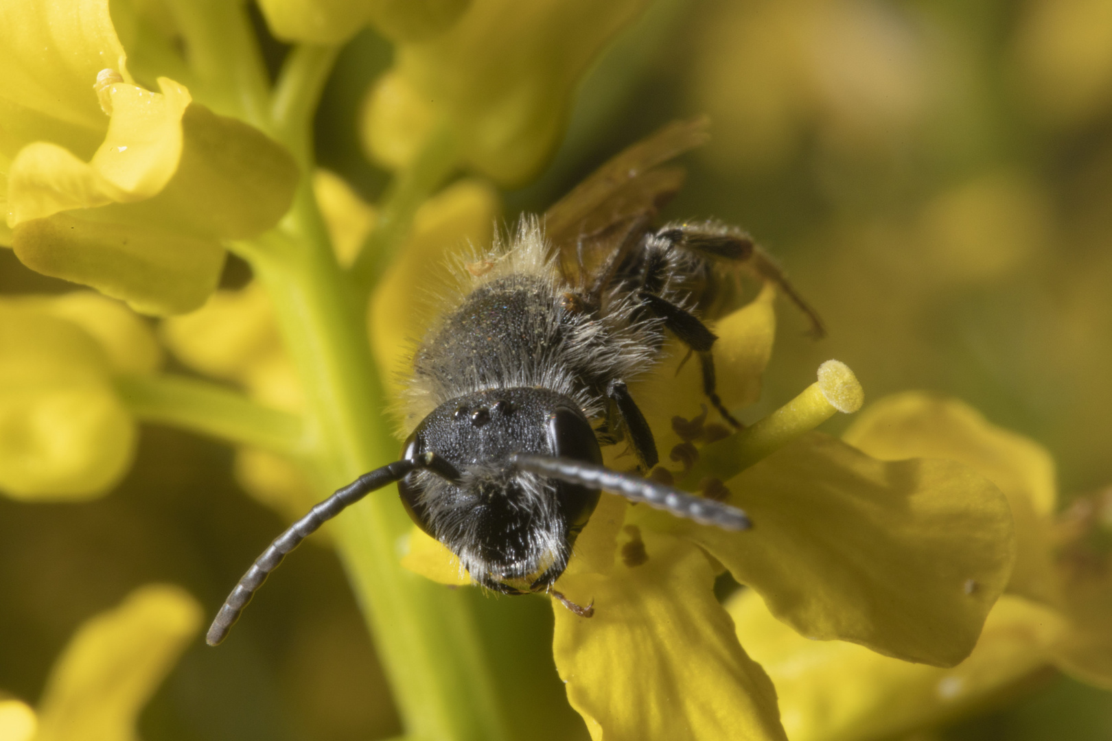 Bienenportrait (Einzelbild I )