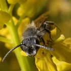 Bienenportrait (Einzelbild I )