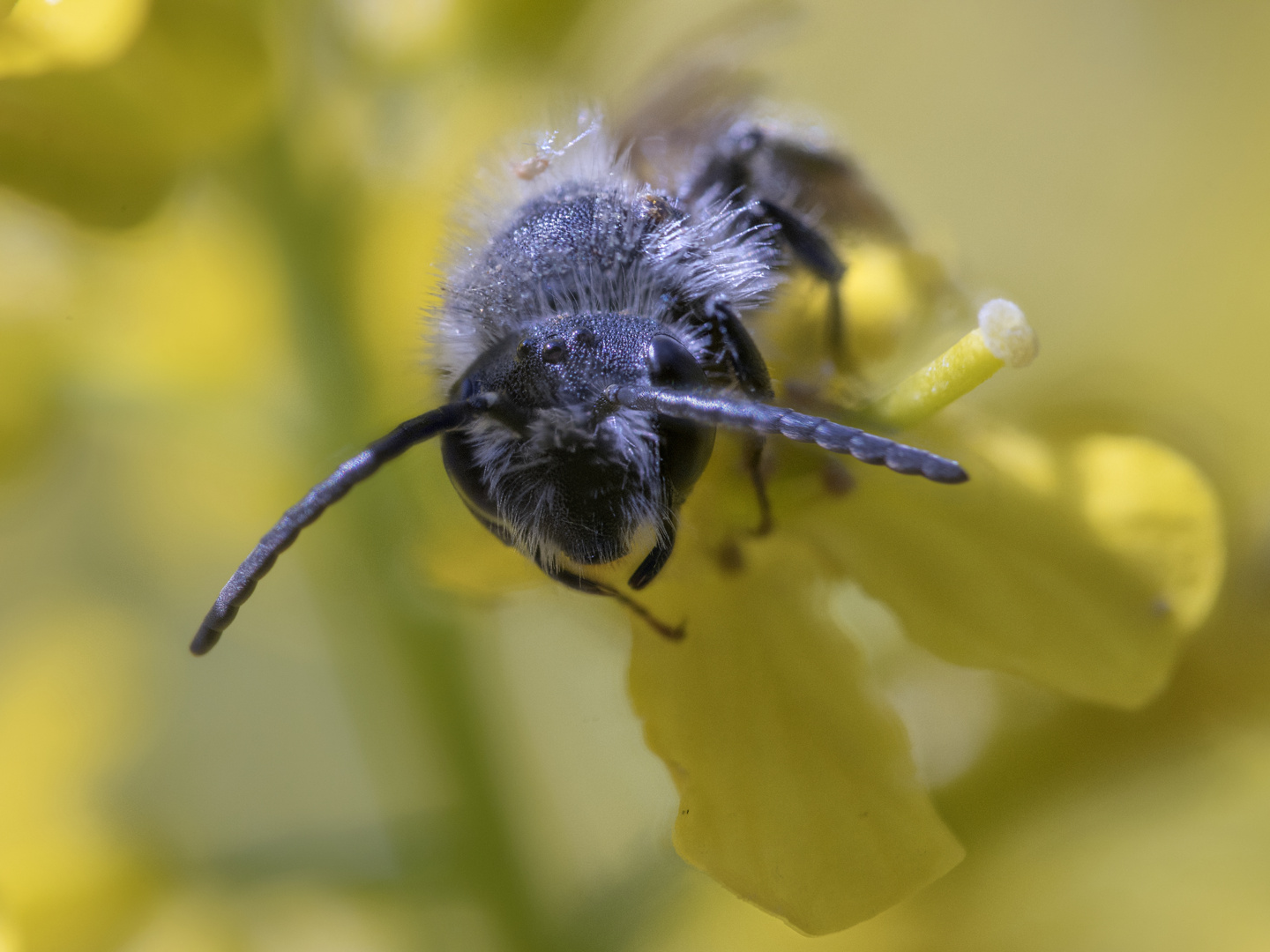 Bienenportrait (Stack)