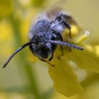 Bienenportrait (Stack)