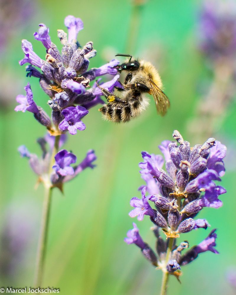 Bienenpracht