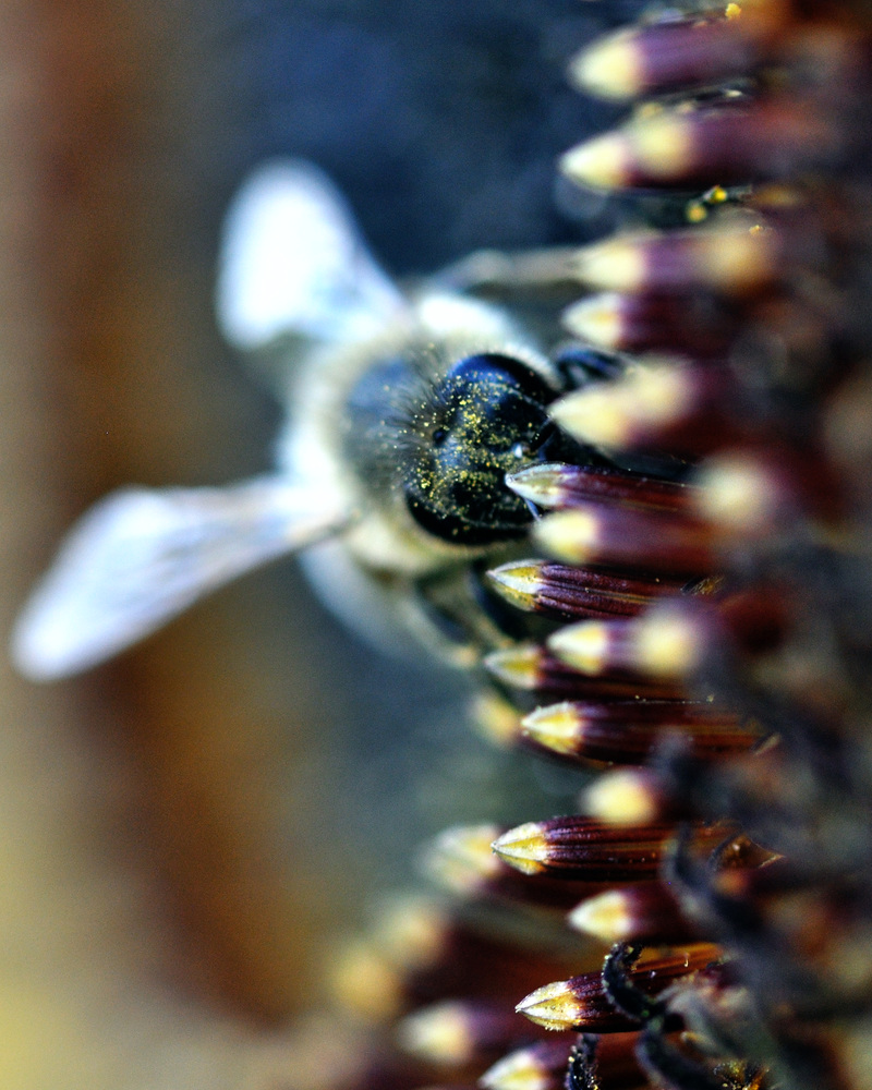 Bienenpunk