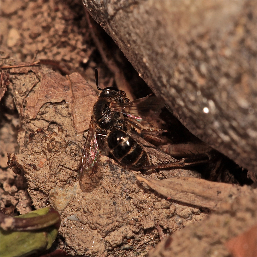 BIENENRÄTSEL Lasioglossum (12) von 13: Eigentlich wollten wir nur einen Werkzeugkoffer kaufen, . . .