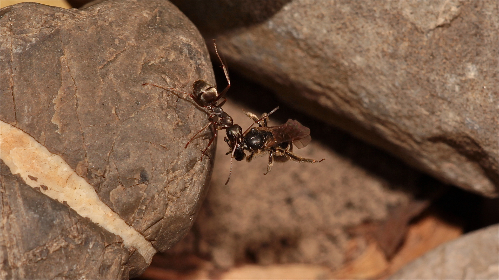 BIENENRÄTSEL Lasioglossum (13) von 13: Eigentlich wollten wir nur einen Werkzeugkoffer kaufen, . . .