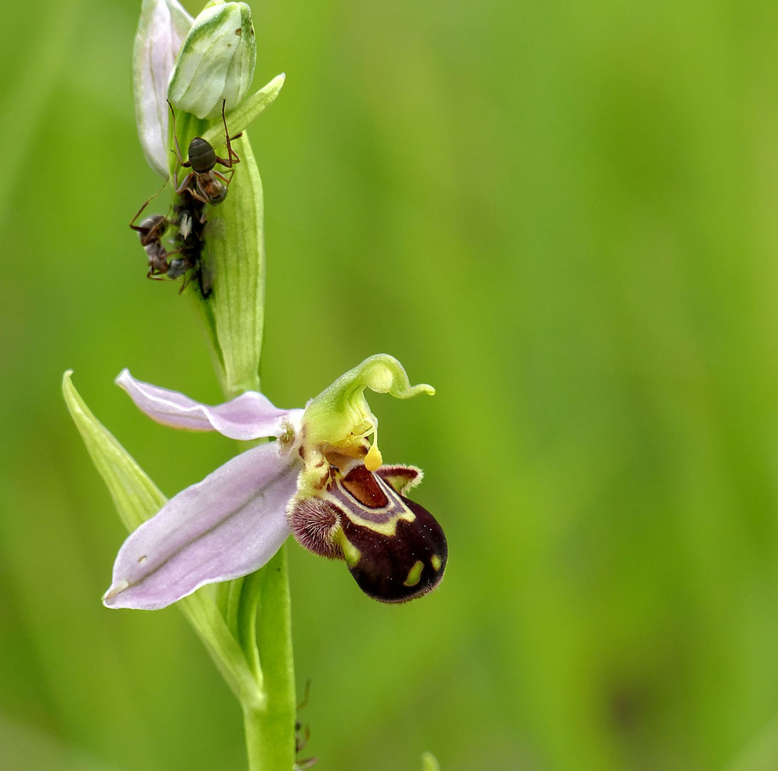 Bienenragwurz