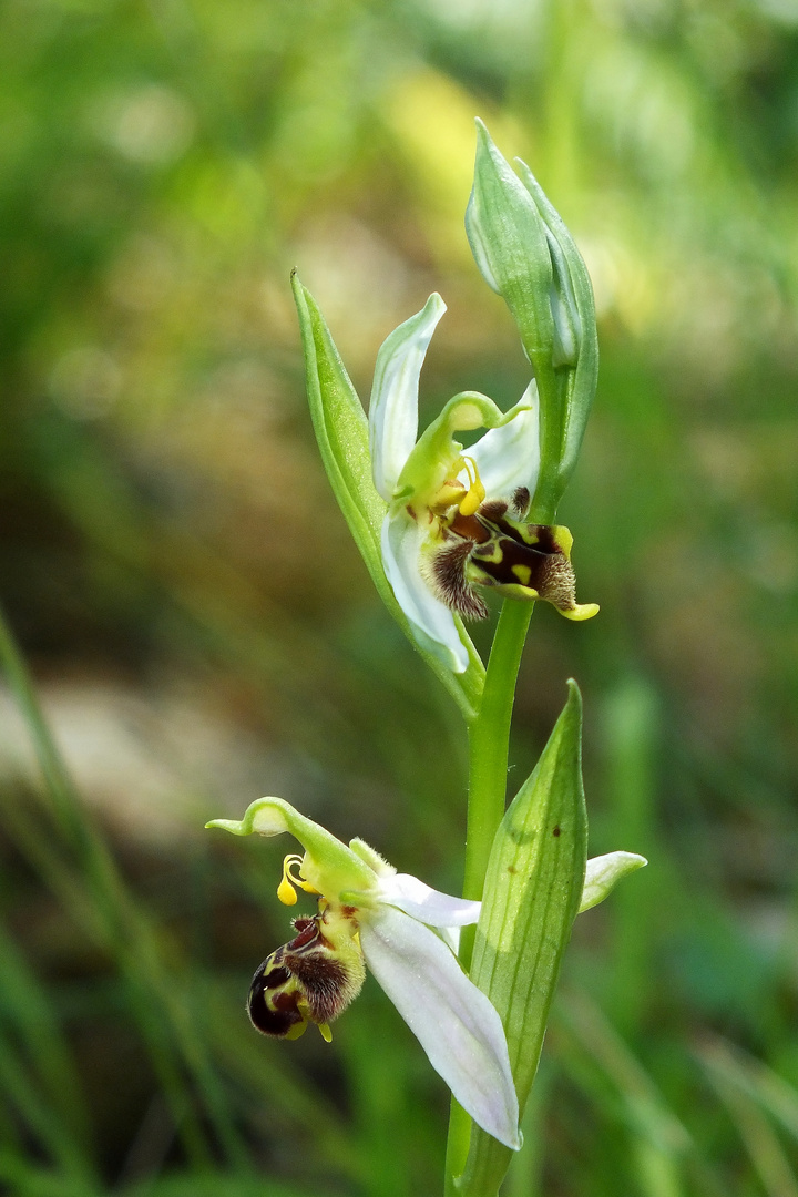 Bienenragwurz