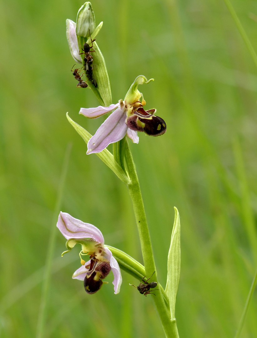 Bienenragwurz